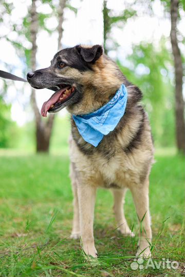 Марат энергия и преданность