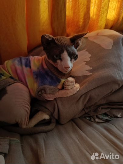 Канадский сфинкс