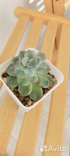 Суккулент Эхеверия shira