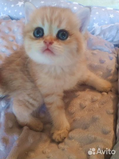 Котята золотая шиншилла