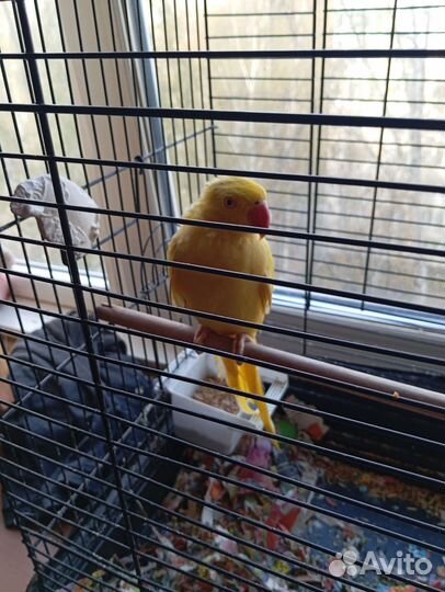 Ожереловый попугай