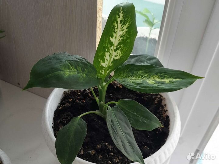 Диффенбахия