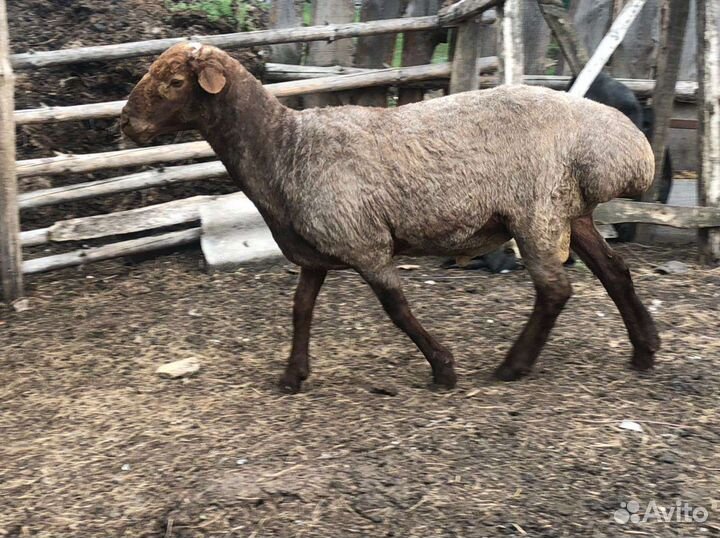 Курдючные бараны и овцы