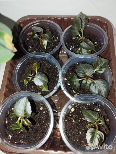 Комнатные цветы