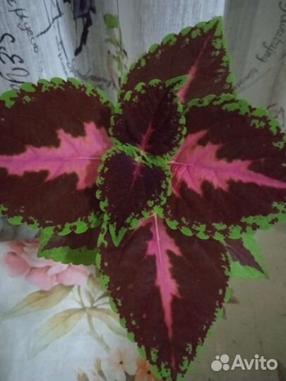 Цветы колеусы