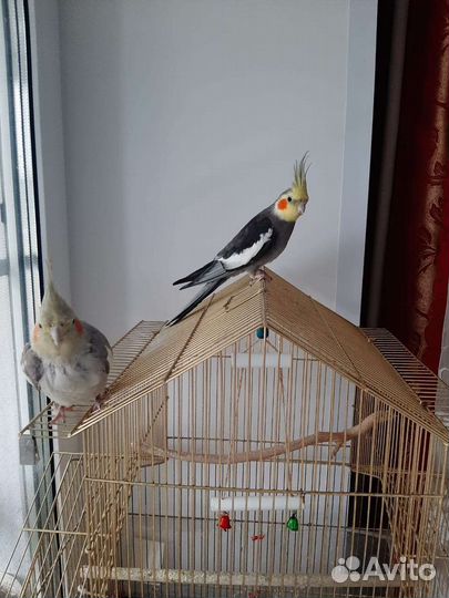 Попугай корелла с клеткой