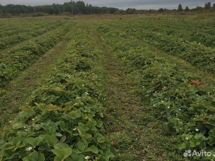 Клубника самосбор