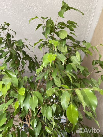 Фикус Бенджамина 17 летний