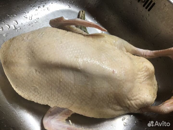 Гусь, утка, курица, перепелка и другая птица