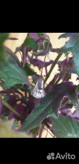 Гинура оранжевая