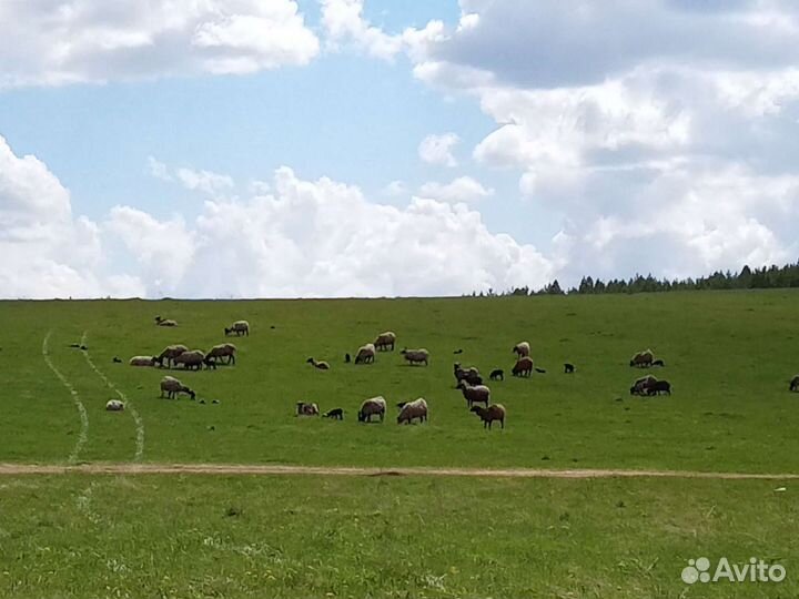 Ярки и баранчики