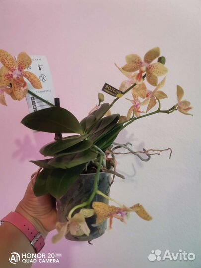 Орхидея Джулия ароматная 9горшок