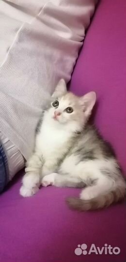 Отдам котят в добрые руки