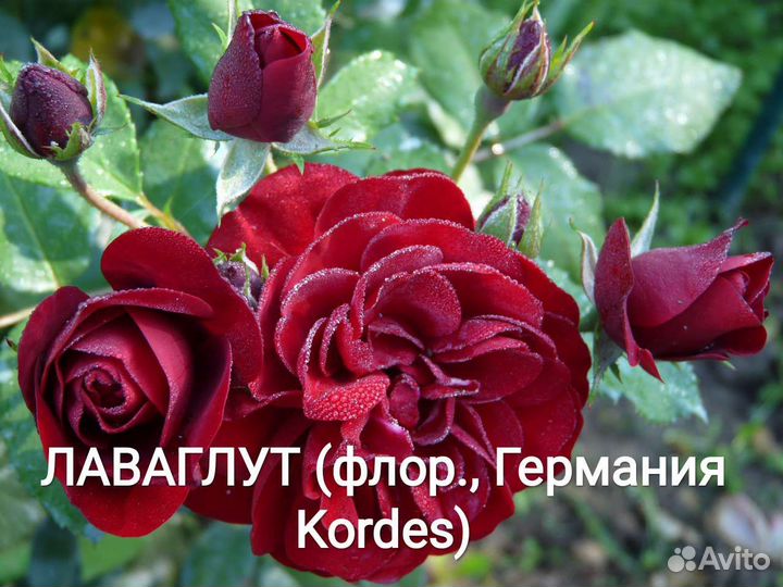 Саженцы элитных сортов роз