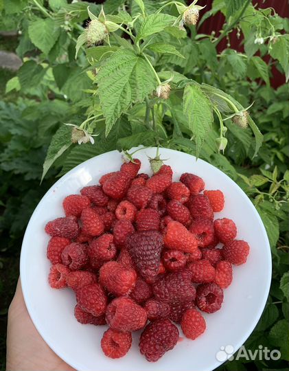 Саженцы очень крупной летней малины