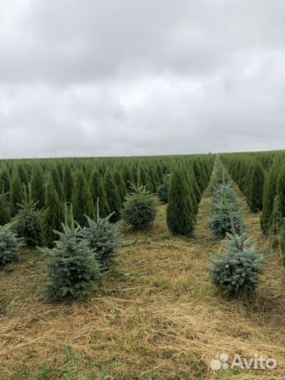 Ель голубая 1-1,2 м