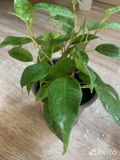 Фикус Бенджамина