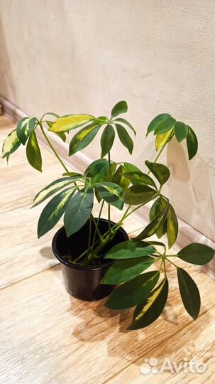 Продам горшечные цветы шефлера