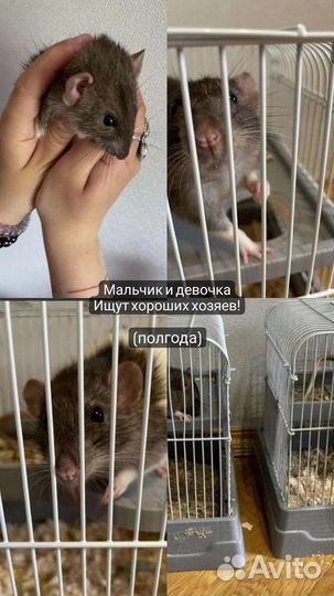 Крыски дамбо