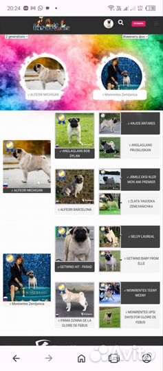 Щенки мопсиков