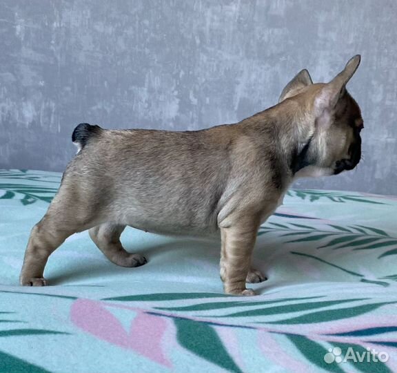 Французский бульдог щенки разных окрасов