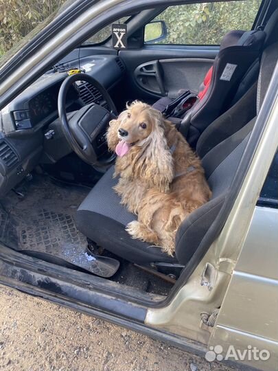 Кокер спаниель