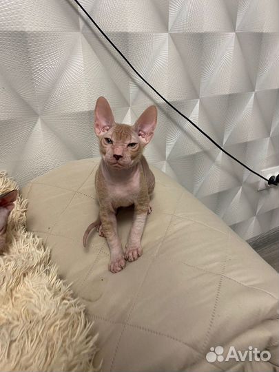 Котята сфинкс