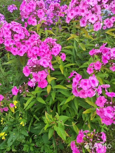 Флота многолетний