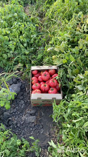 Помидоры сливка оптом Астрахань