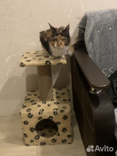 Домик для кошки