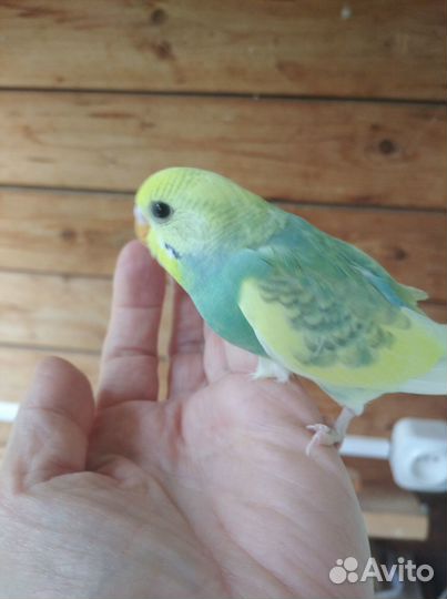 Птенчики волнистых попугайчиков