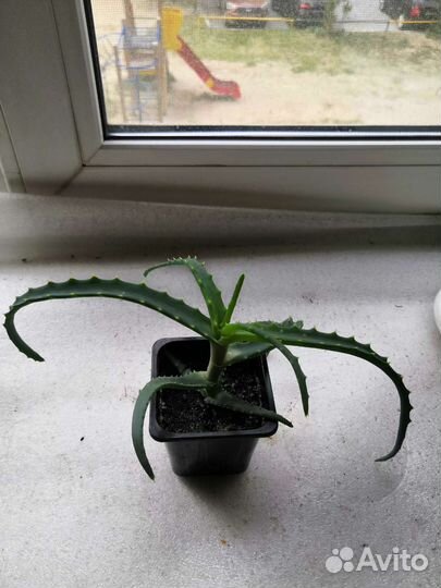 Алоэ столетник