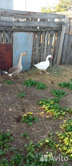 Гусак с гусыней