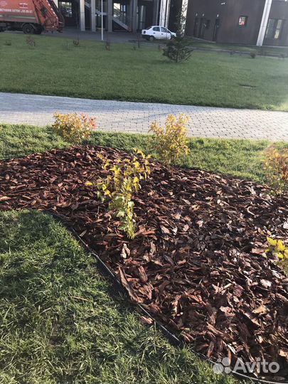 Садовыая лента