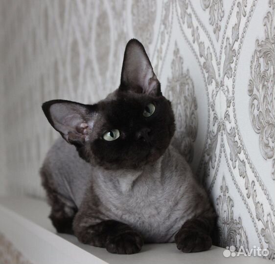 Девон-рекс семья