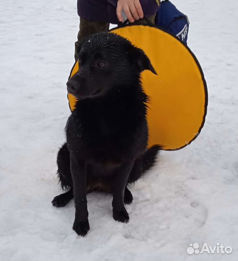 Очень хороший мальчик ищет дом