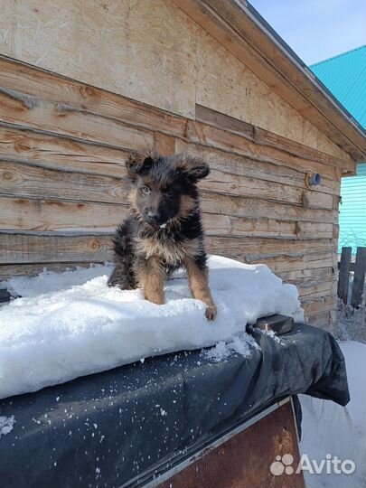 Немецкая овчарка