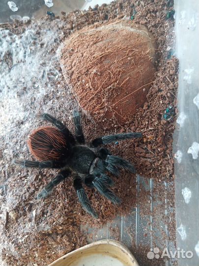 Паук птицеед