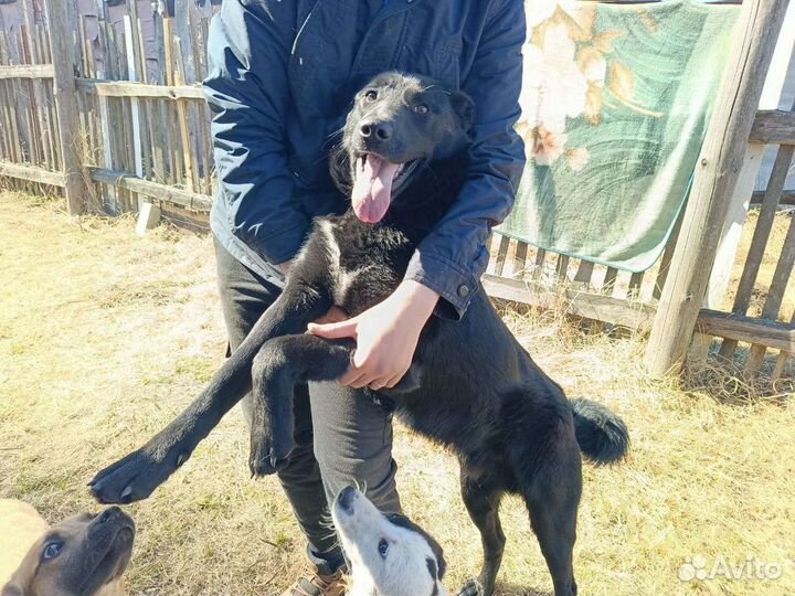 Собака в добрые руки