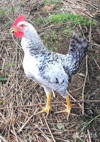 Молодые петухи