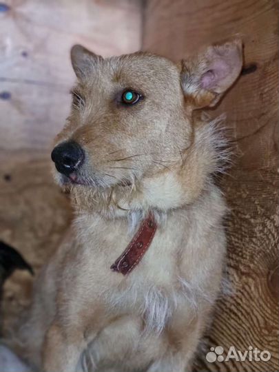 Молодая собака бородач из приюта ищет семью и дом