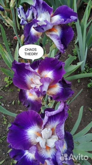 Ирис шестифолый