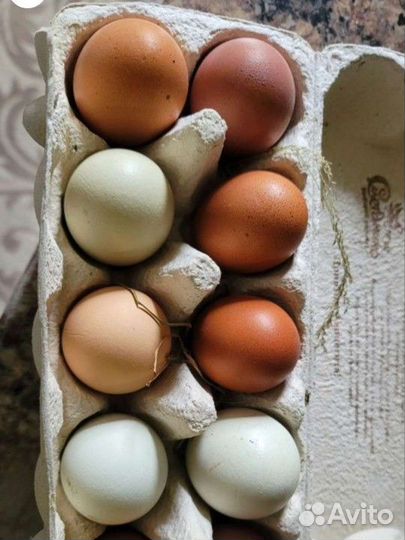 Куры несушки и Петухи 1.5 год, Петушки молодые