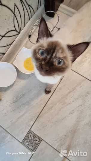 Кошечка в добрые руки