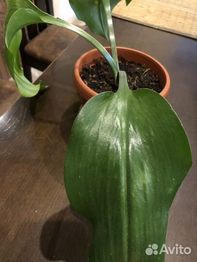 Амазонская лилия. Эухарис