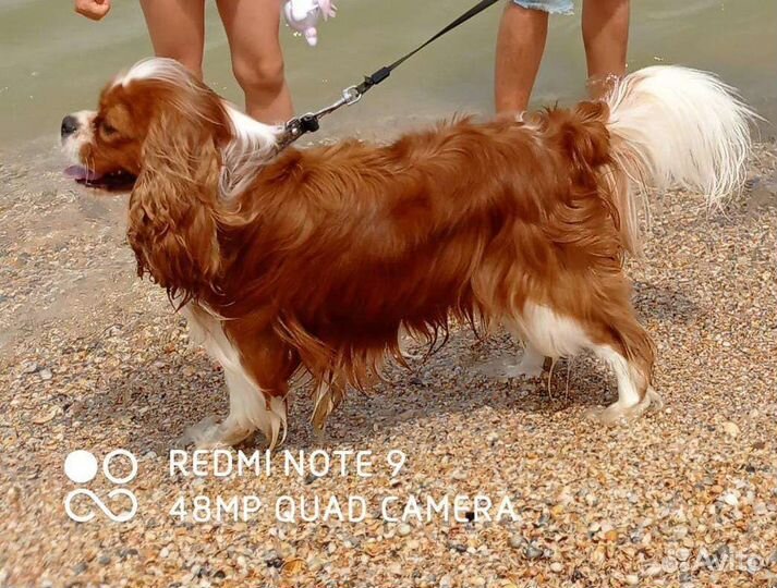 Кавалер вязка