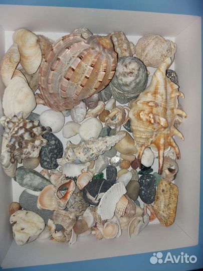 Морские звёзды, ракушки, камни