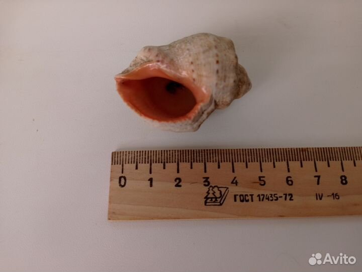 Ракушка морская. Цена за все