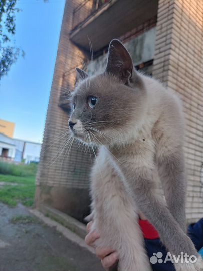 Кошка