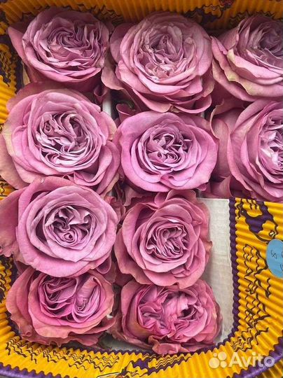 Роза с доставкой Эквадор, Голландия